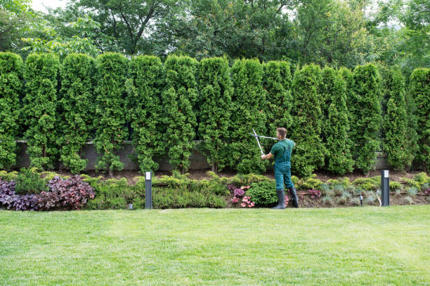 Best Tree and Shrub Care  in Centuria, WI