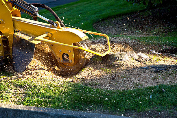 Best Artificial Turf Installation  in Centuria, WI