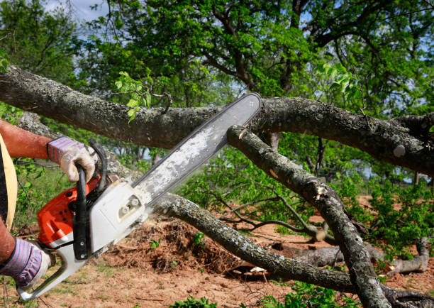 Best Root Management and Removal  in Centuria, WI