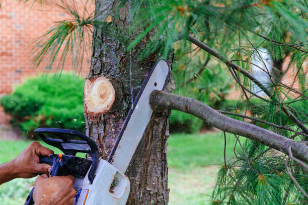 Best Tree Risk Assessment  in Centuria, WI